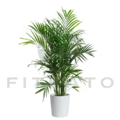 Natural Areca Palm Floor Plant in Michigan