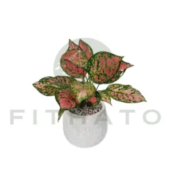 Natural Red Aglaonema Desk Plant in Michigan